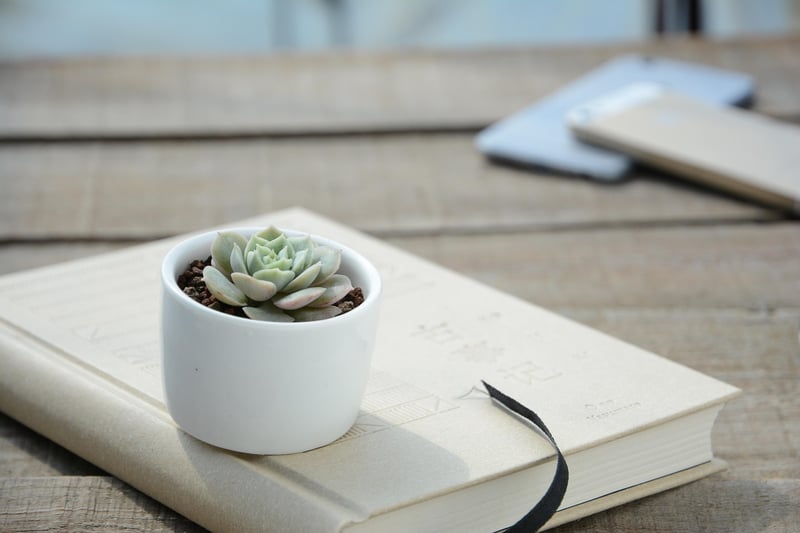 Whimsical Plant Containers