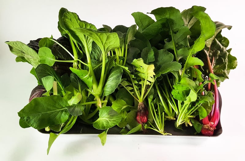 Hydroponics
