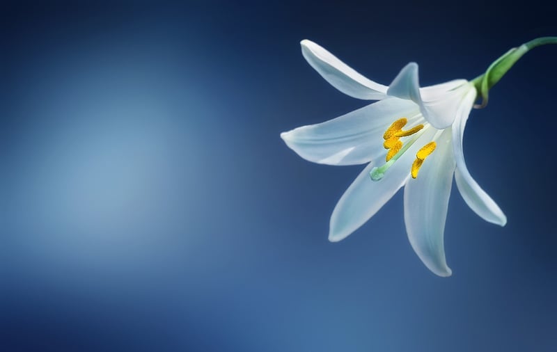 Peace Lily Plant