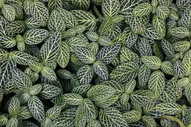 Pothos Plant