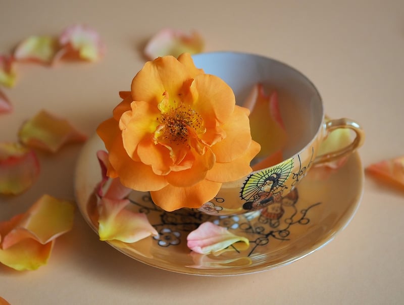 Teacup Plant Container